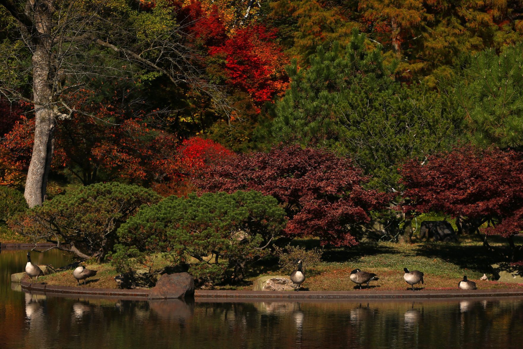 Fall colors remain at MoBot during final days of tree week